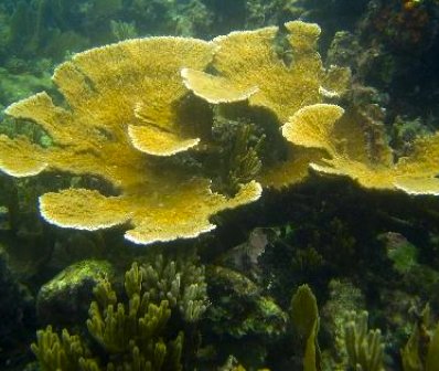 Unique Coral Reef Receives Federal Protection in Honduras / Ocean Great Ideas