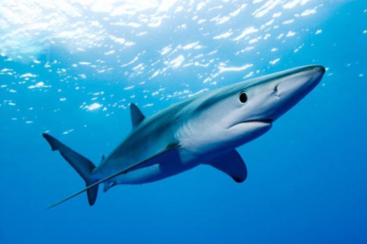 New Zealand Accelerates Ban on Shark Finning / Ocean Great Ideas