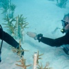 How a Florida Hero rebuilds endangered Coral Reefs / Ocean Great Ideas