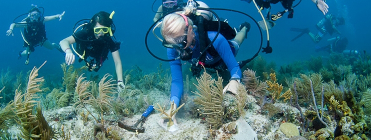 How a Florida Hero rebuilds endangered Coral Reefs / Ocean Great Ideas