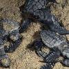 Colombia’s new National Park is a sanctuary for hawksbill and leatherback Turtles / Ocean Great Ideas